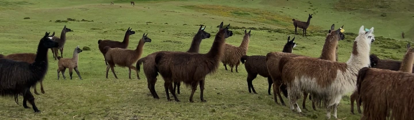 A herd of llamas grazing on pasture in the Andean highlands of Ecuador